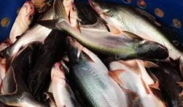 新闻爆料海鱼视频大全,海鱼视频大全精彩呈现